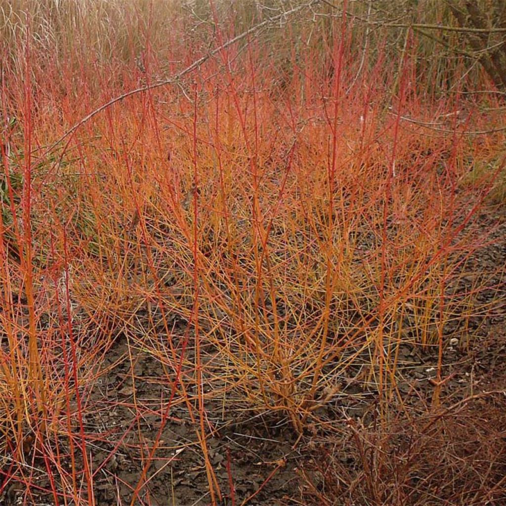 Cornus sanguinea Winter Beauty - Common Dogwood