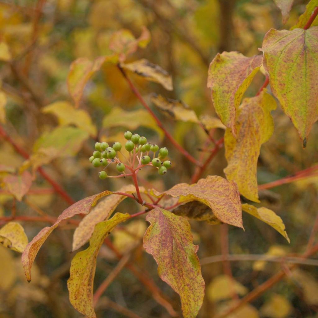 Cornus sanguinea Winter Beauty - Common Dogwood