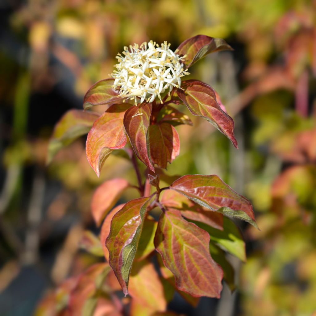 Cornus sanguinea Winter Beauty - Common Dogwood