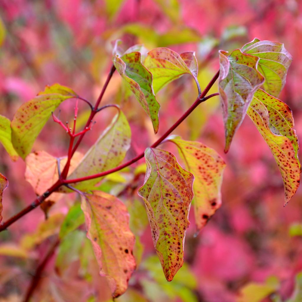 Cornus sanguinea Winter Beauty - Common Dogwood