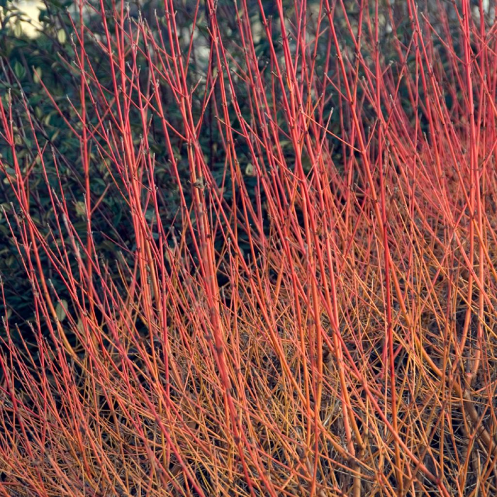 Cornus sanguinea Winter Beauty - Common Dogwood