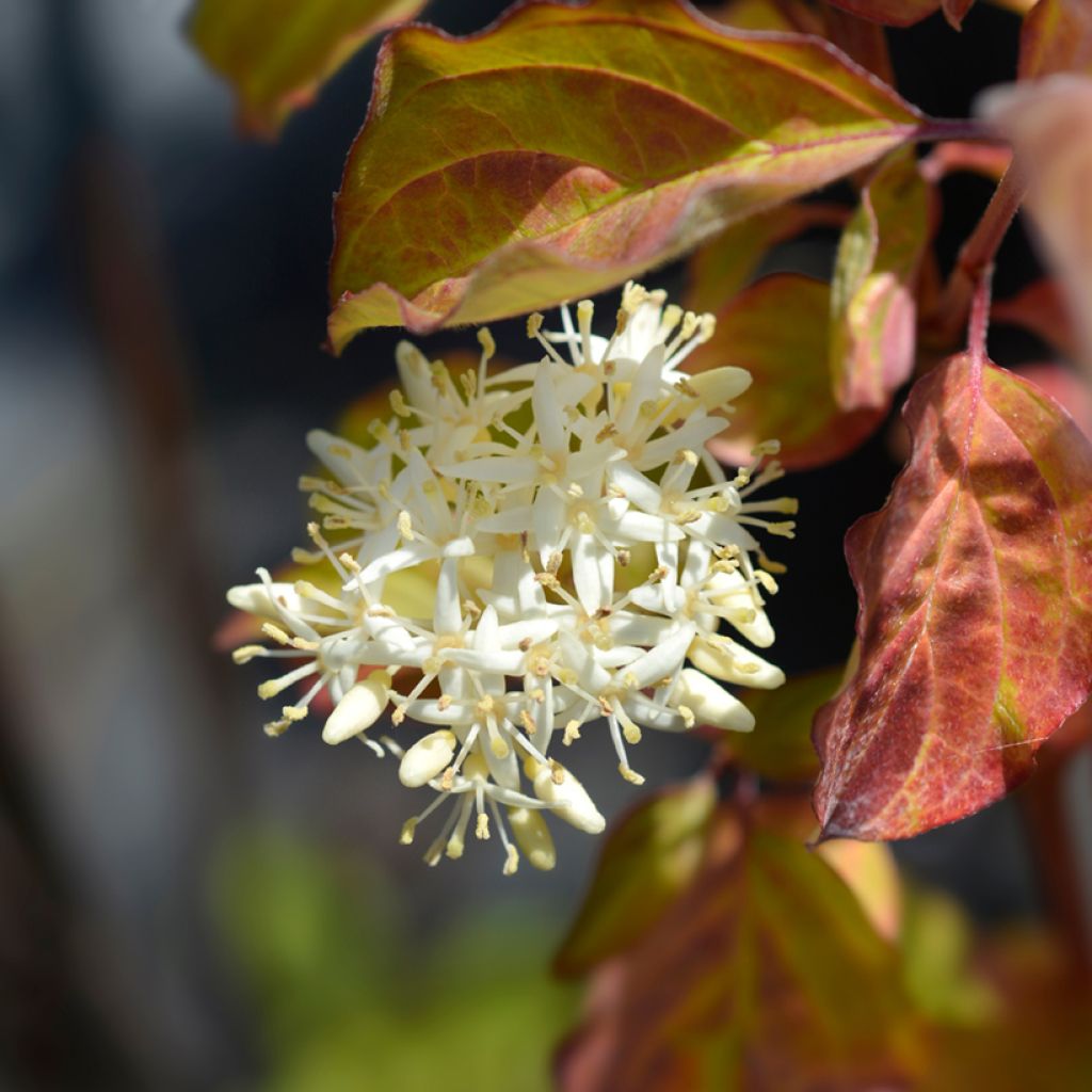 Cornus sanguinea Winter Beauty - Common Dogwood