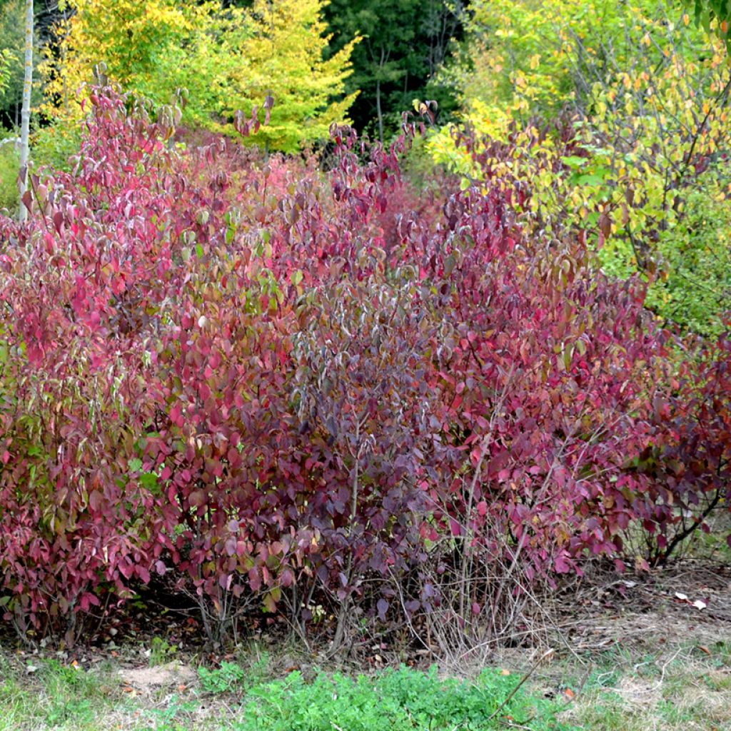 Cornus sanguinea Winter Beauty - Common Dogwood