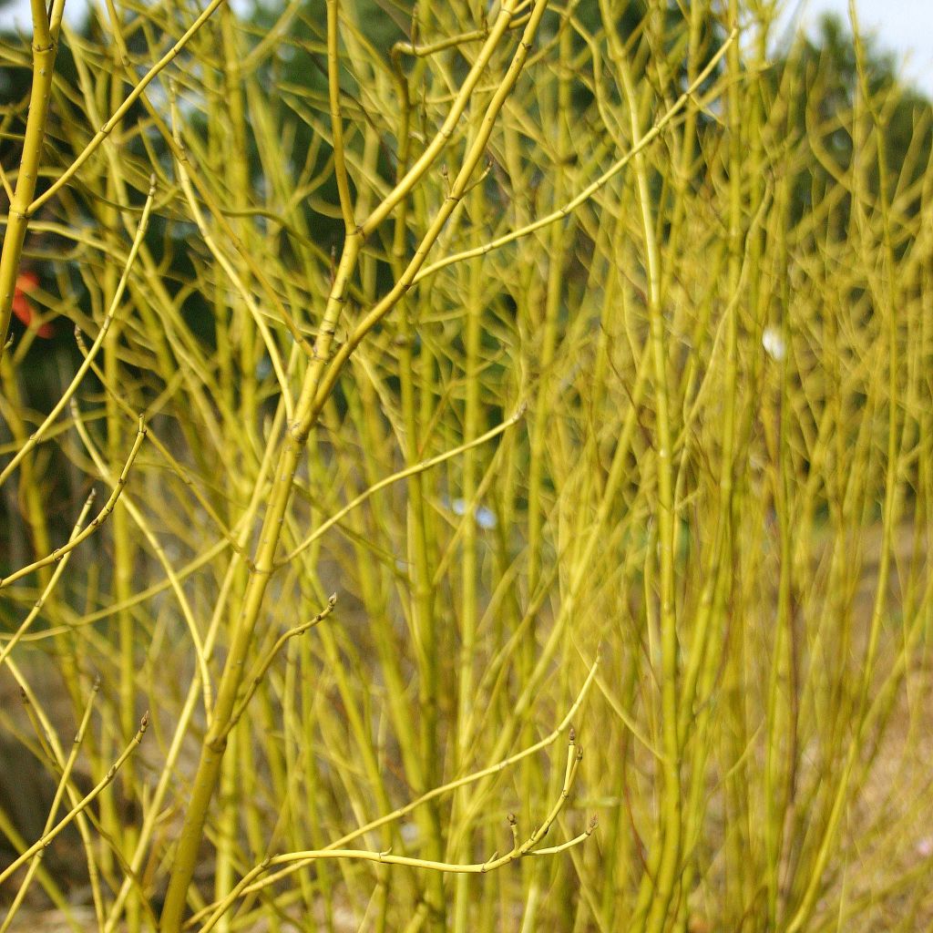 Cornus sericea Budds Yellow - Stoloniferous Dogwood