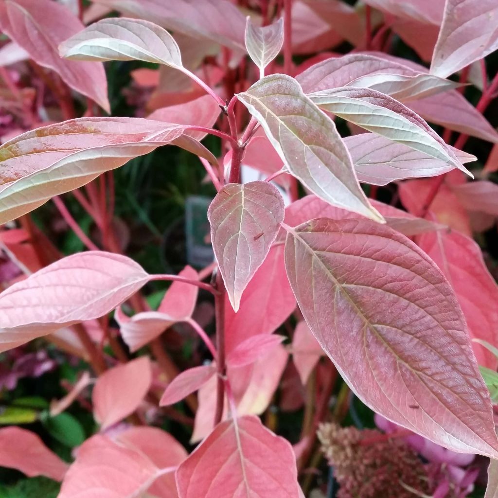 Cornus sericea Cardinal - Stoloniferous Dogwood