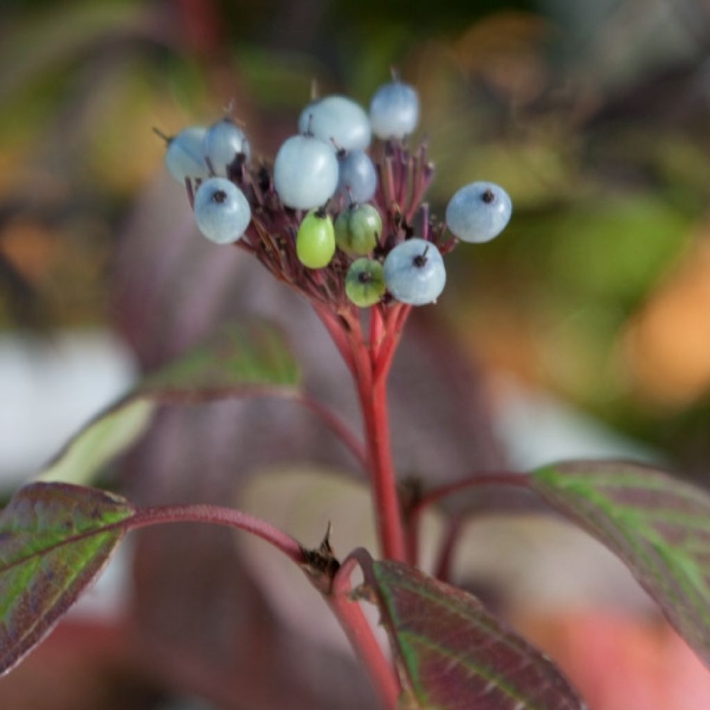 Cornus alba Siberian Pearls - White Dogwood