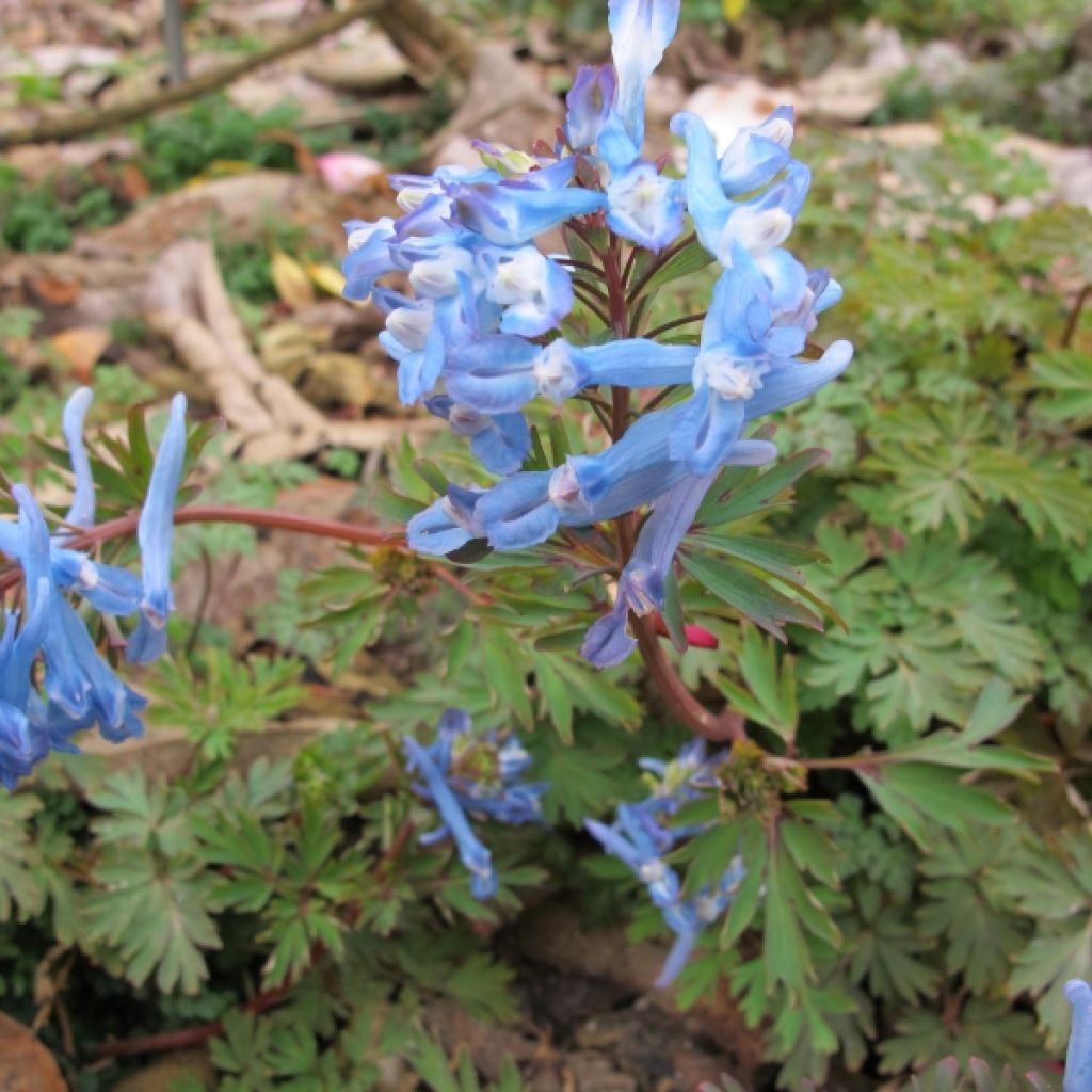 Corydalis flexuosa