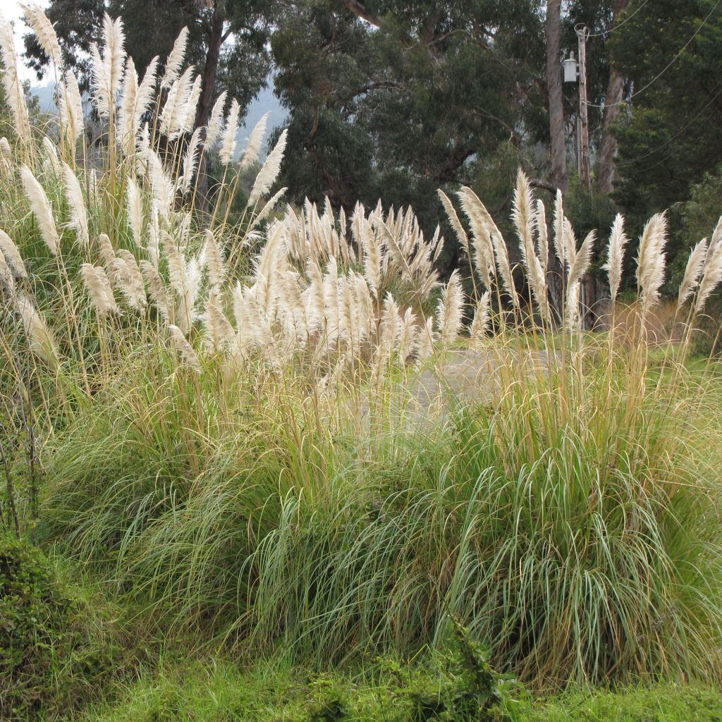Cortaderia selloana