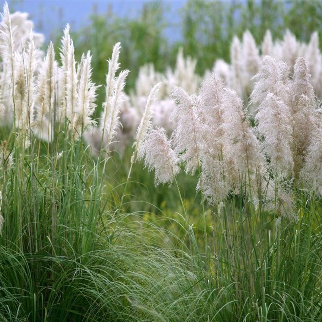 Cortaderia selloana Mini Silver Pampas - Herbe de la pampa naine