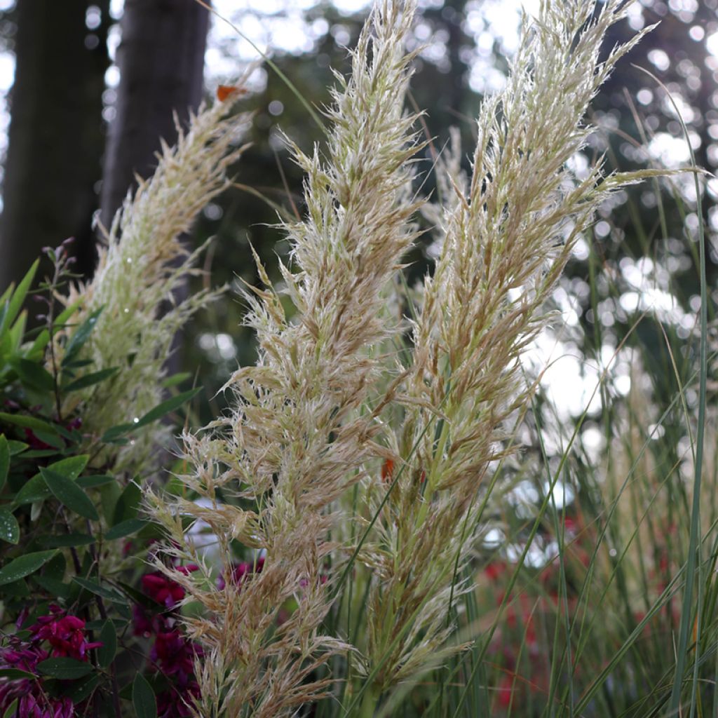 Cortaderia selloana Pumila