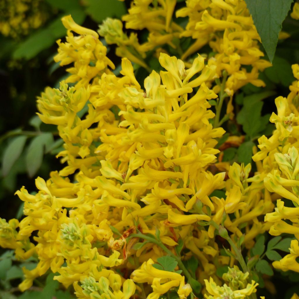 Corydalis Canary Feathers - Hybrid Corydalis