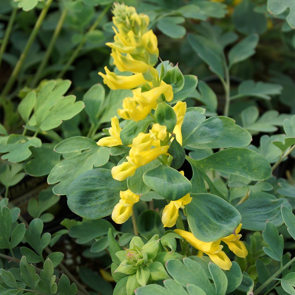Corydalis Canary Feathers - Hybrid Corydalis