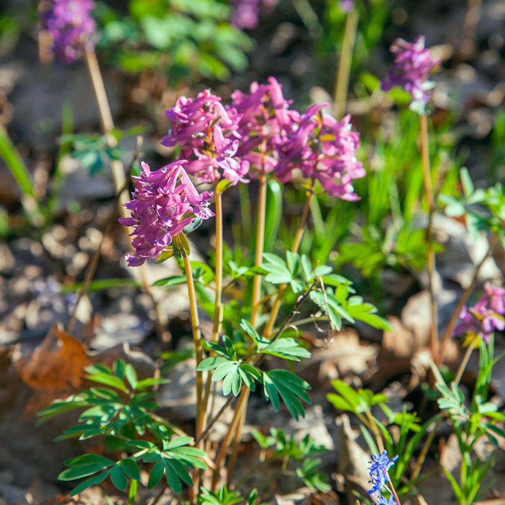 Corydalis solida ssp. solida