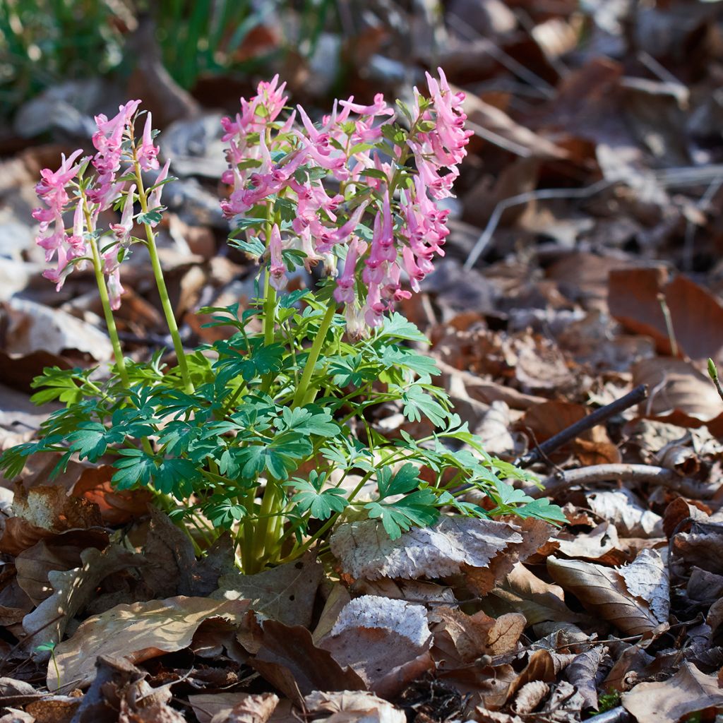 Corydalis solida ssp. solida