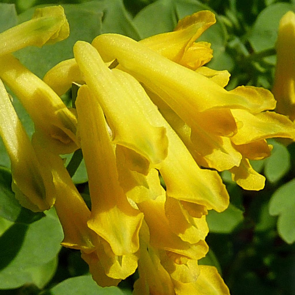 Corydalis lutea