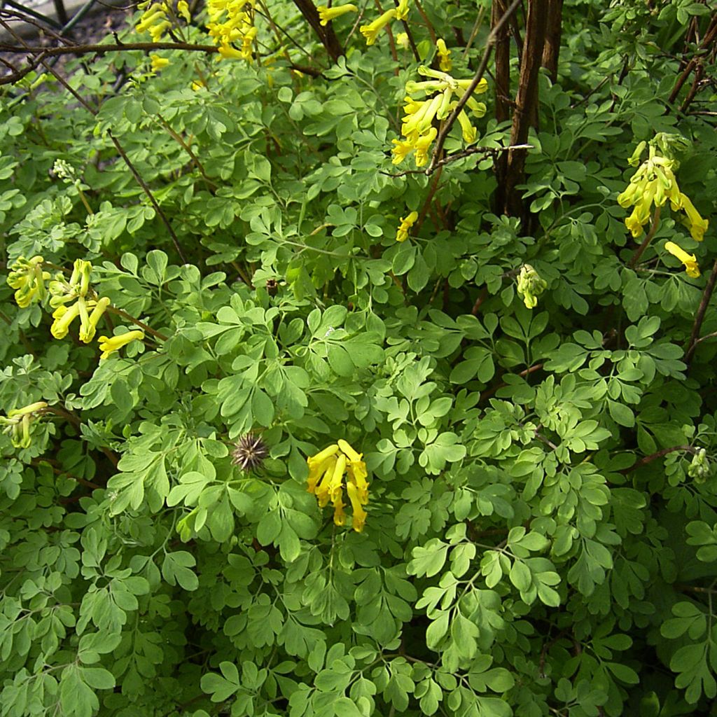 Corydalis lutea