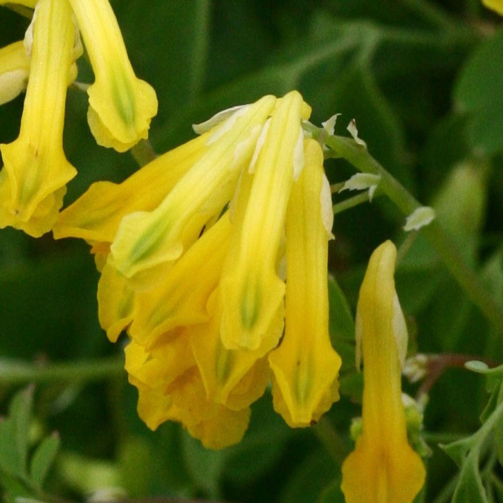 Corydalis lutea