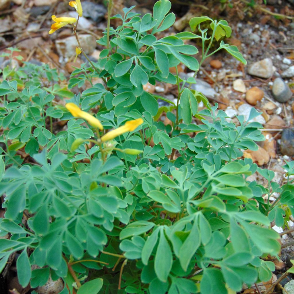 Corydalis lutea