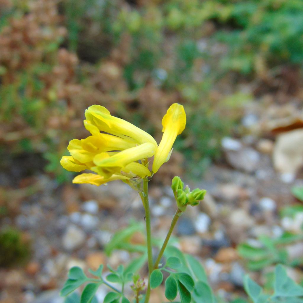 Corydalis lutea