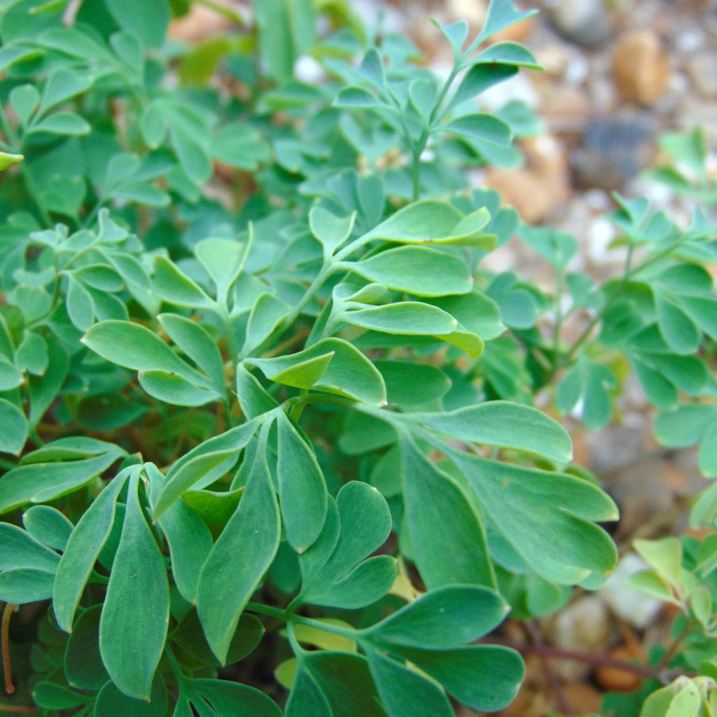 Corydalis lutea