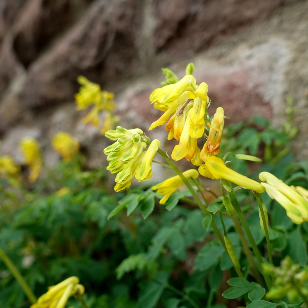Corydalis lutea