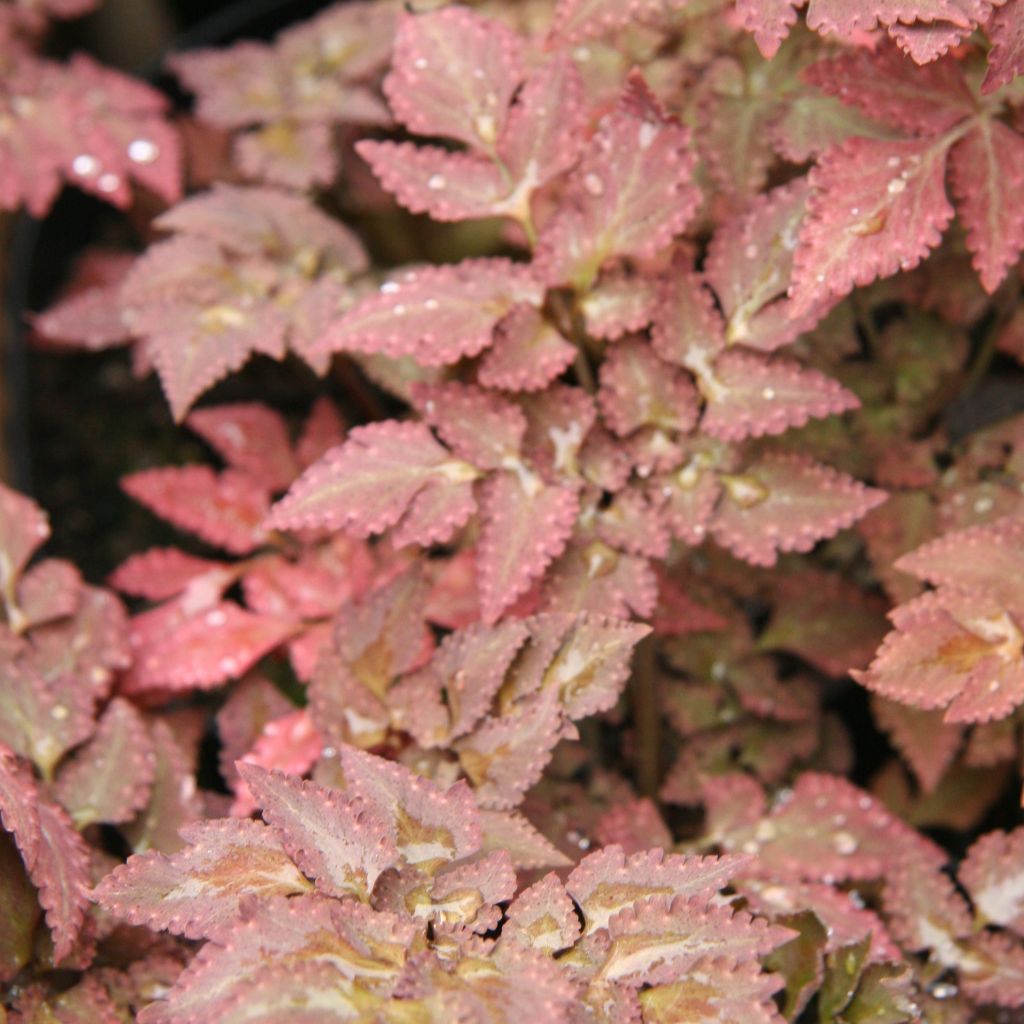 Corydalis colquantmeyeriana Chocolate Stars