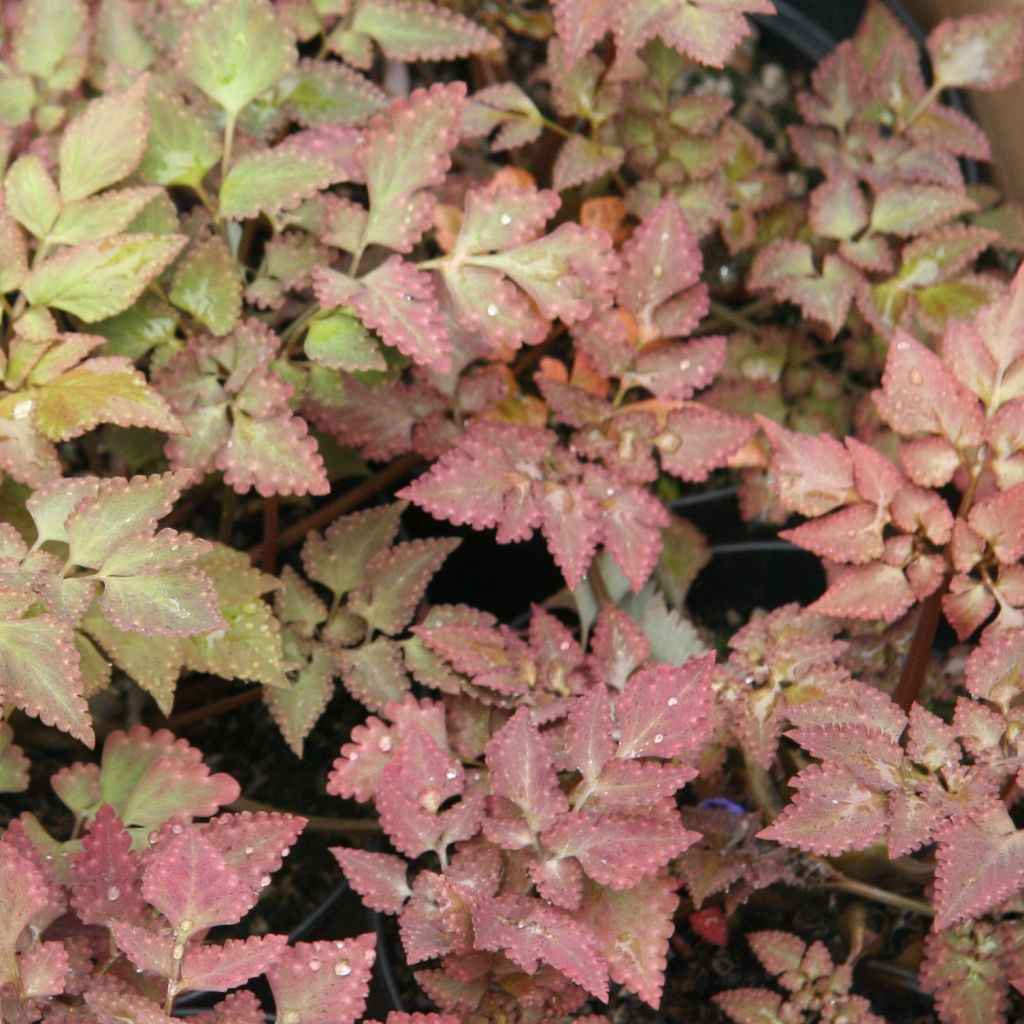 Corydalis colquantmeyeriana Chocolate Stars