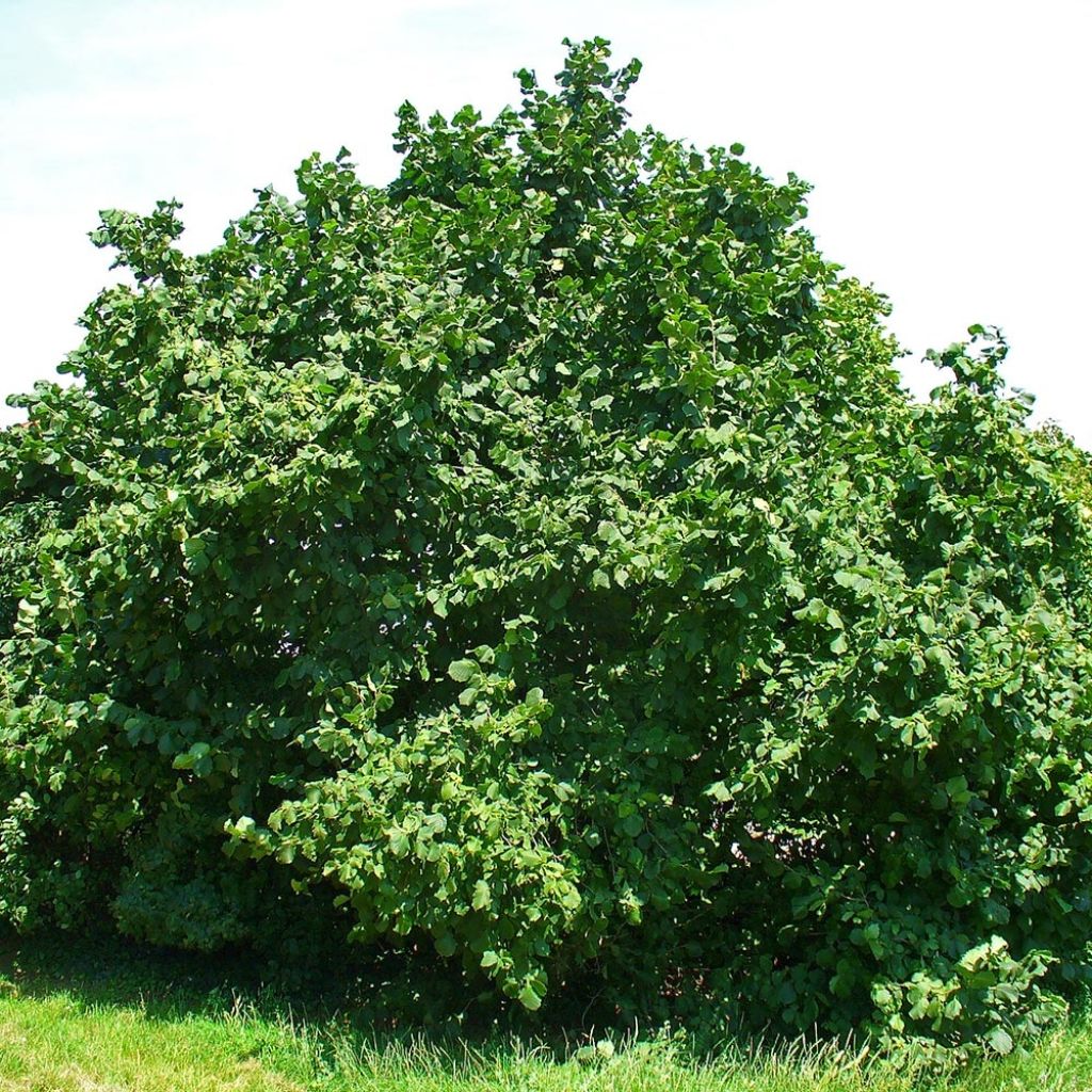 Corylus avellana - Common Hazel