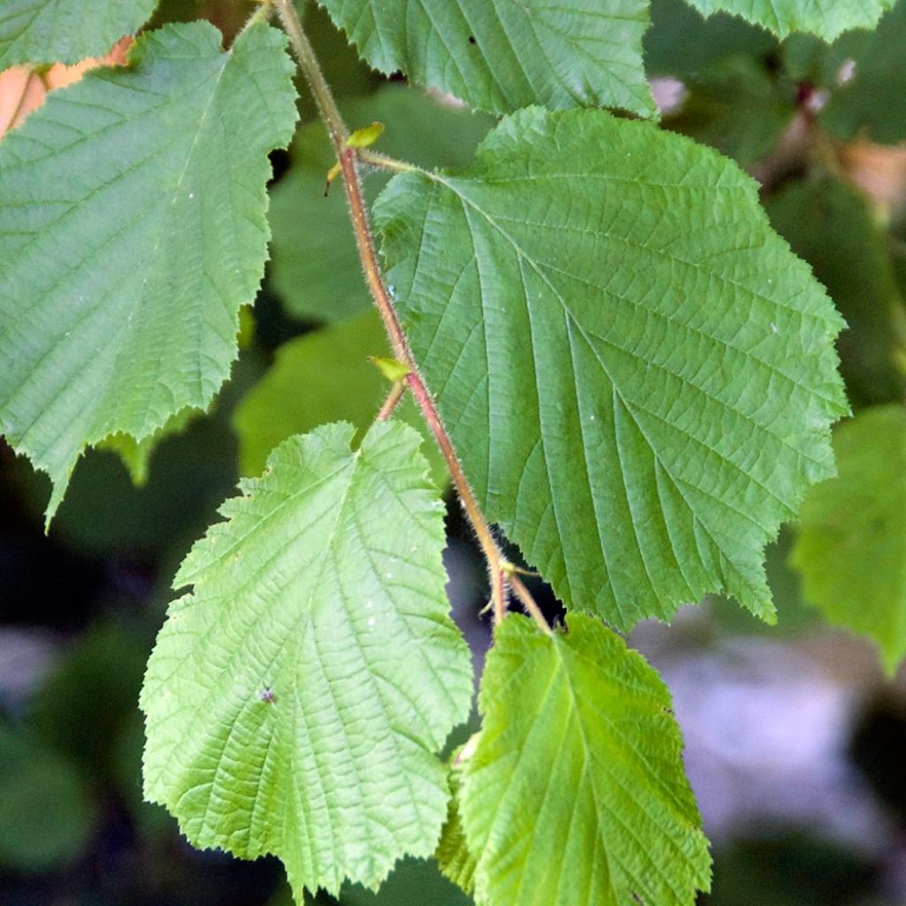 Corylus avellana - Common Hazel