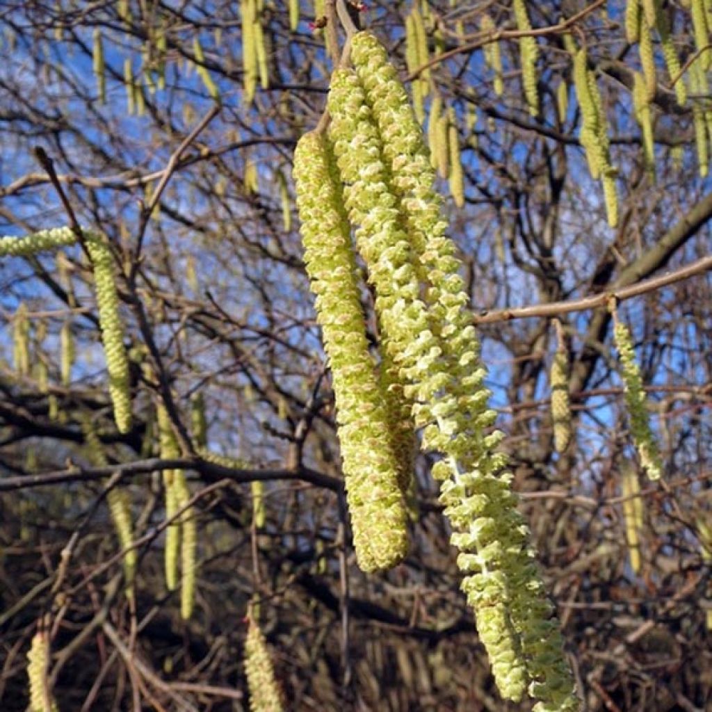 Corylus avellana - Common Hazel