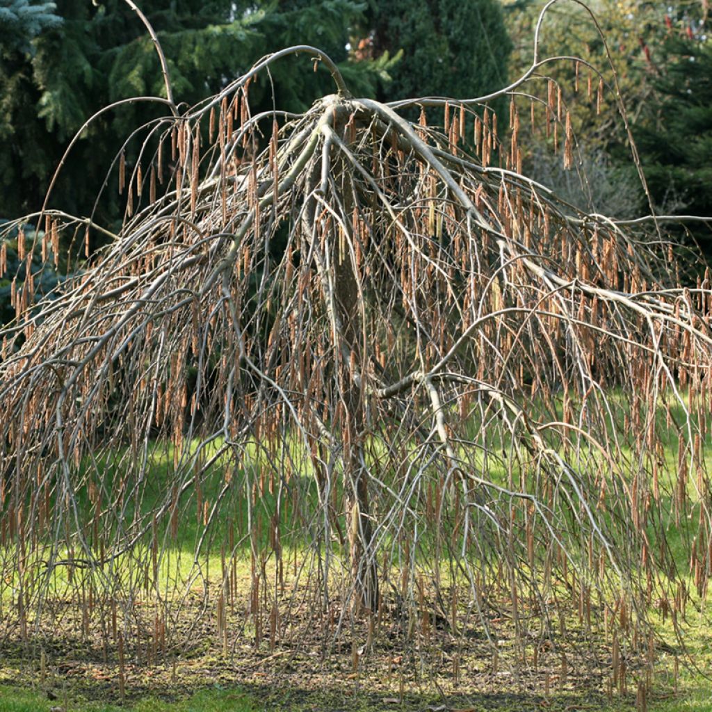 Corylus avellana Pendula - Weeping hazel