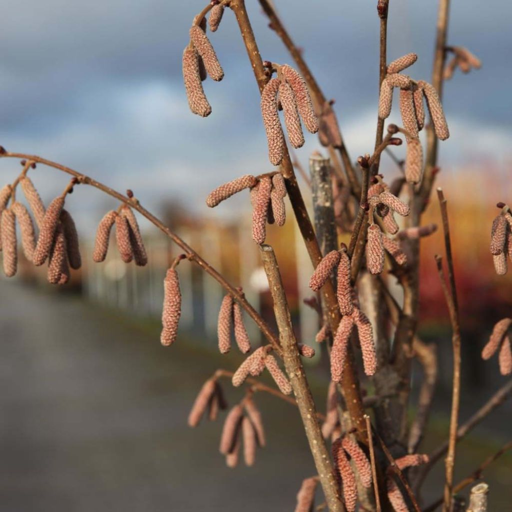 Corylus avellana Rode Zellernoot - Common Hazel