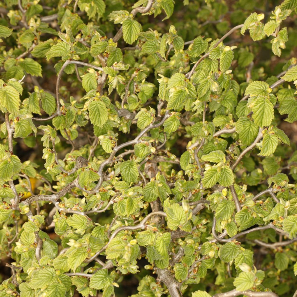 Corylus avellana Twister - Common Hazel