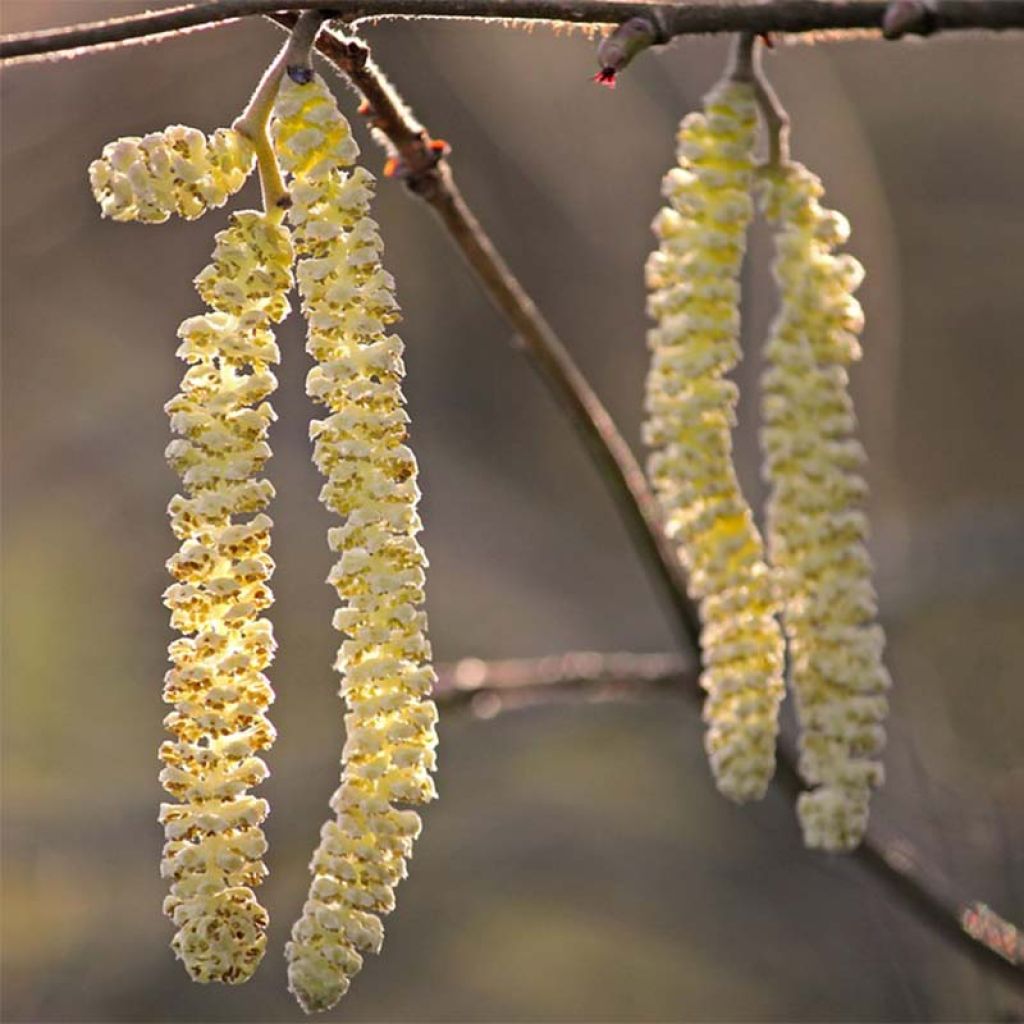 Corylus colurna - Turkish Hazel