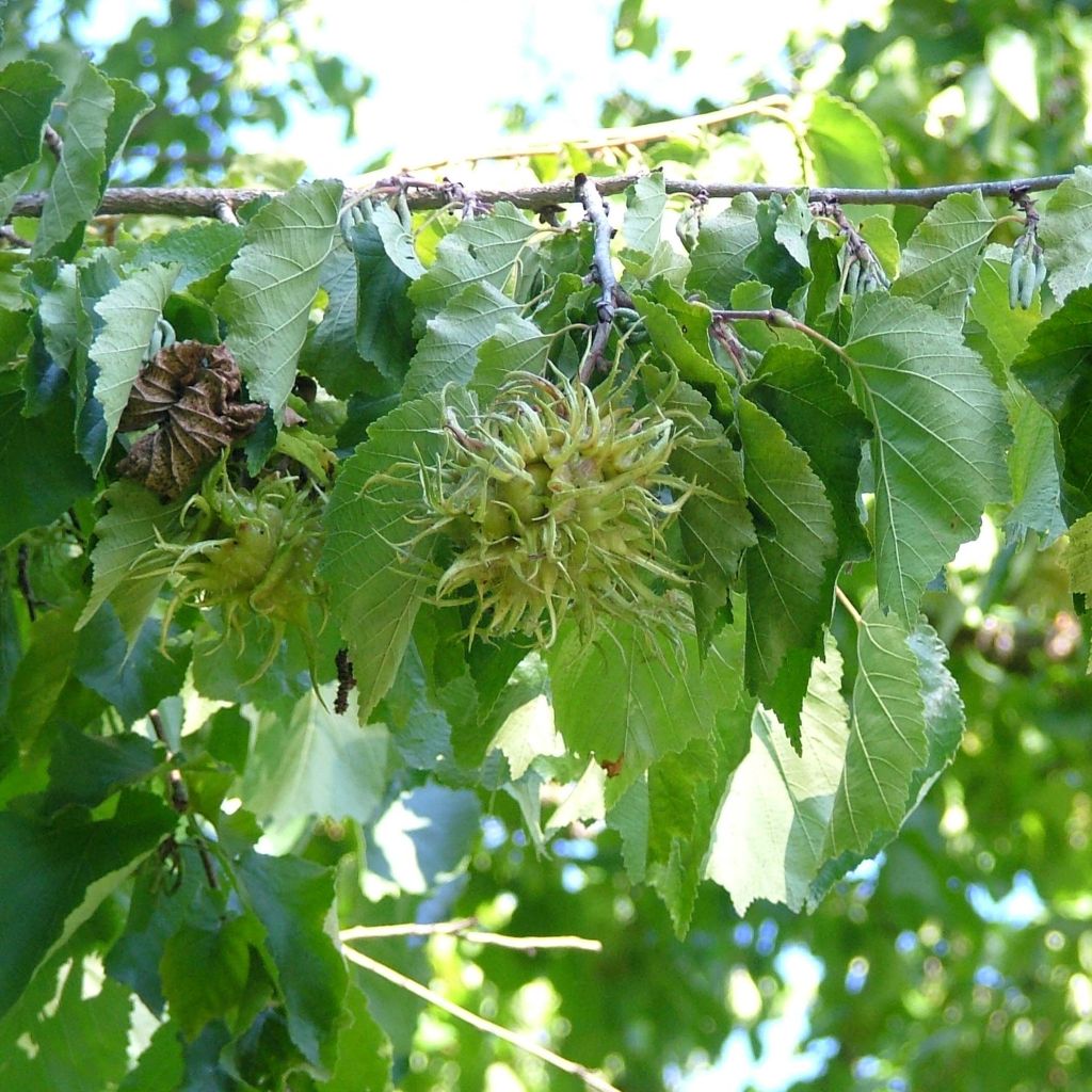 Corylus colurna - Turkish Hazel