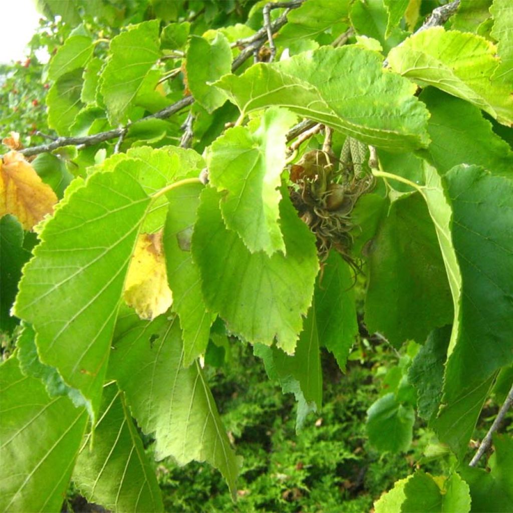 Corylus colurna - Turkish Hazel