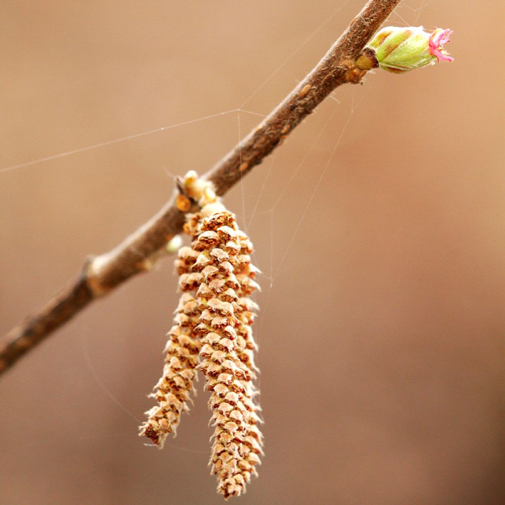 Corylus sieboldiana - Asian Hazel