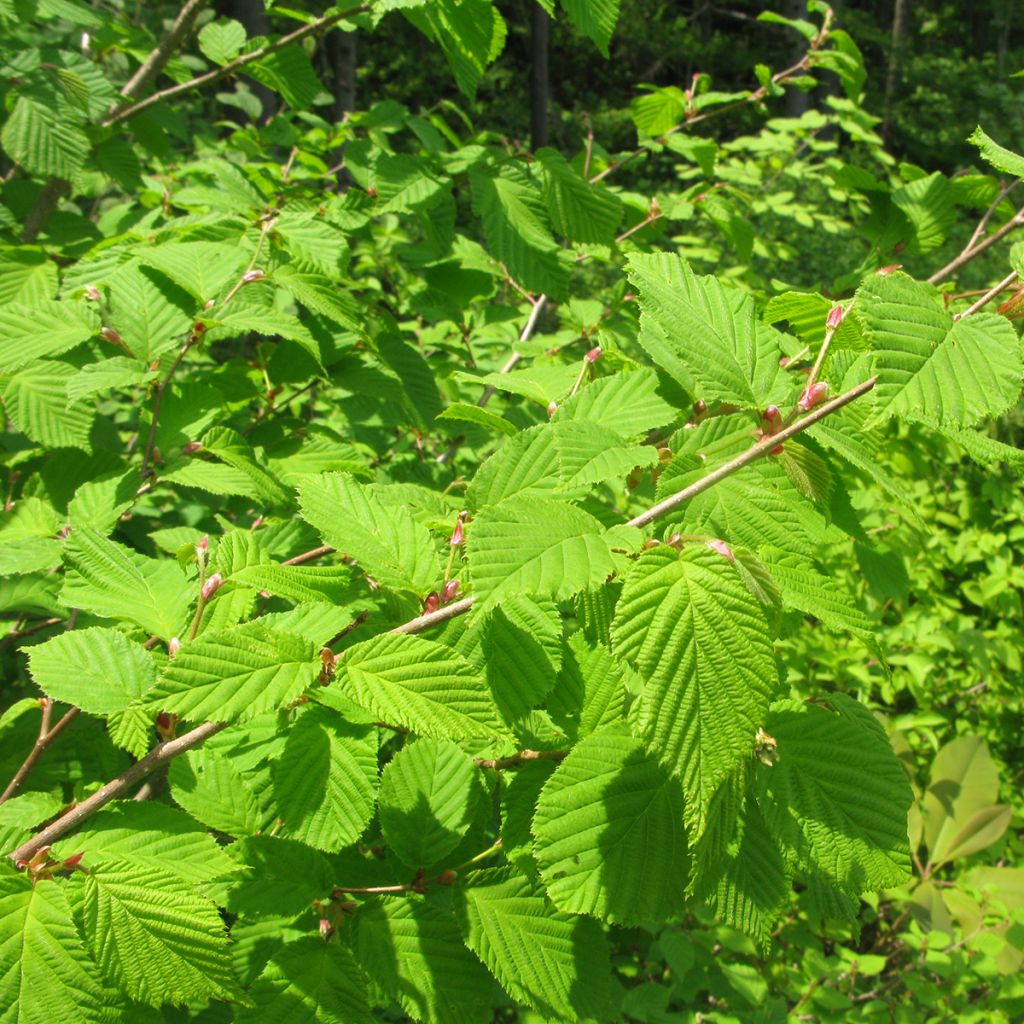 Corylus sieboldiana - Asian Hazel