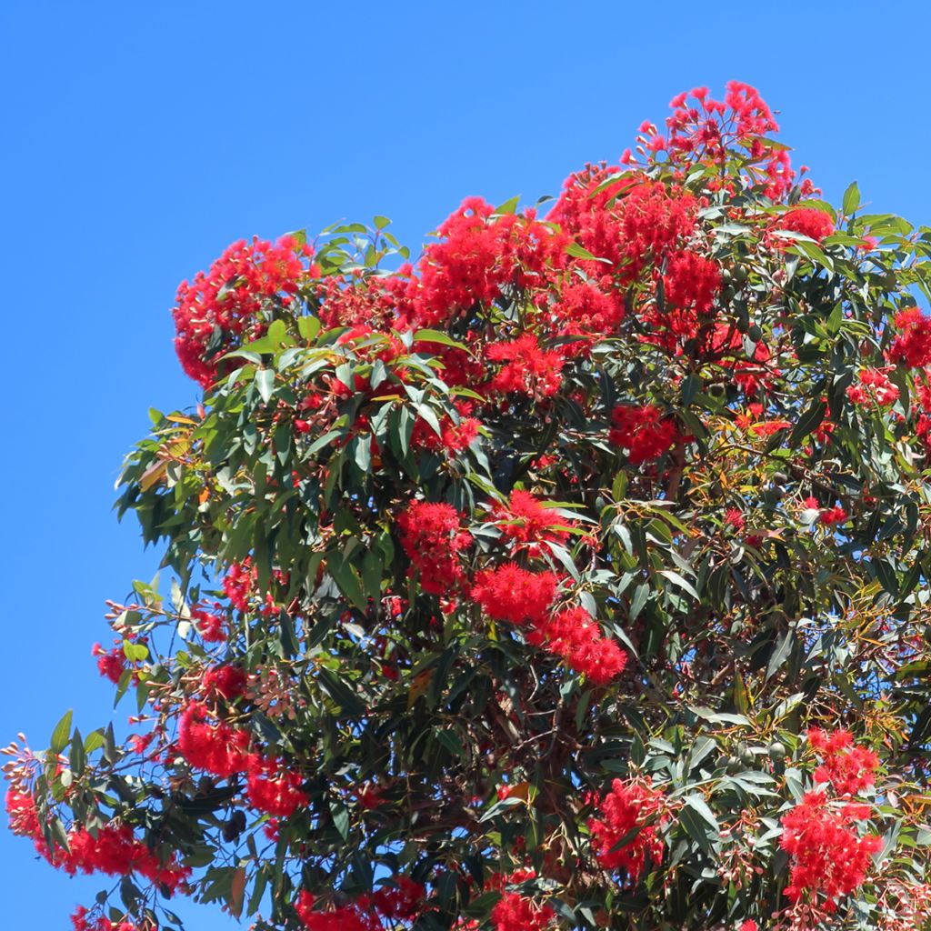 Corymbia ficifolia