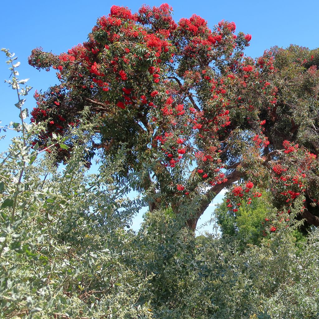 Corymbia ficifolia