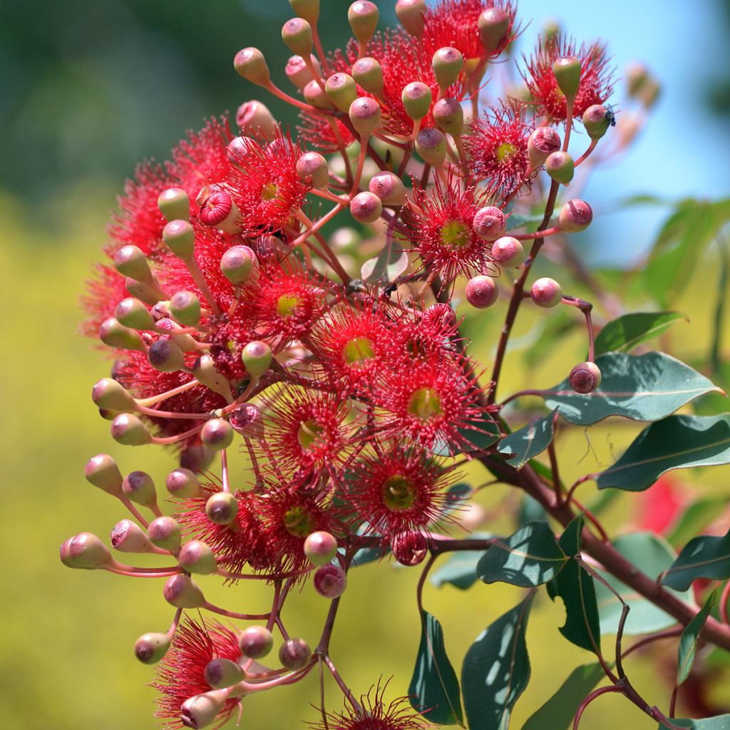 Corymbia ficifolia