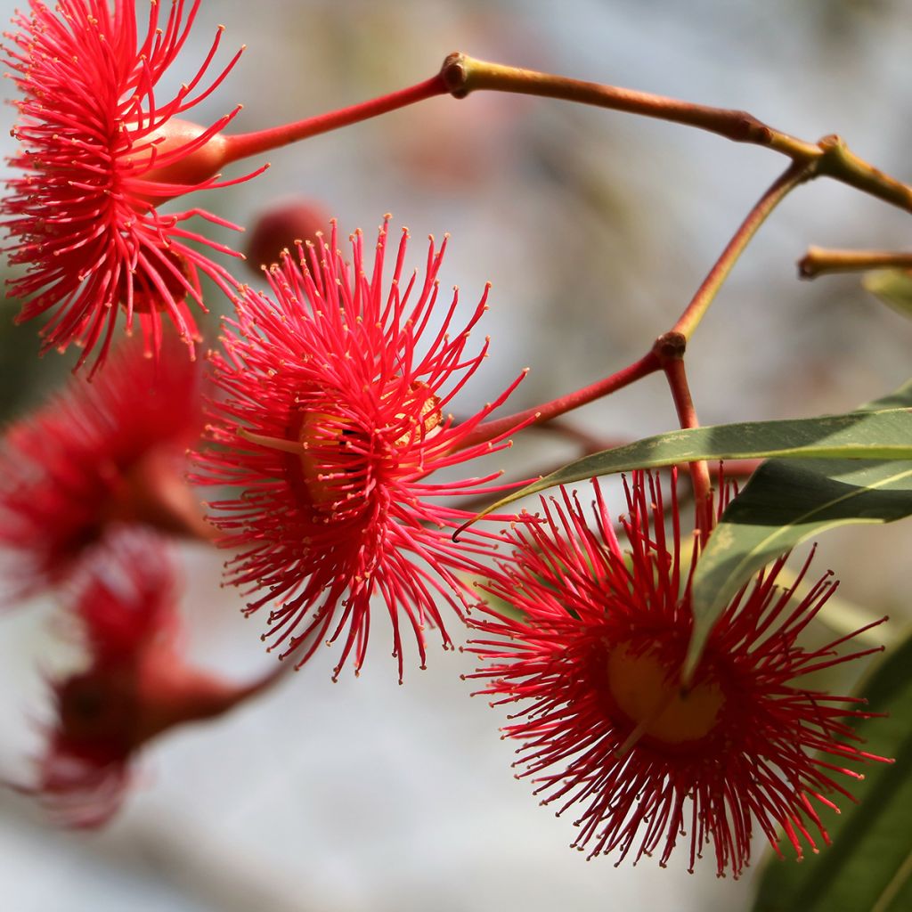 Corymbia ficifolia