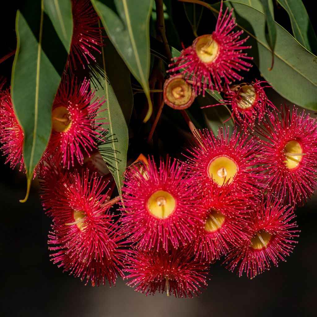 Corymbia ficifolia