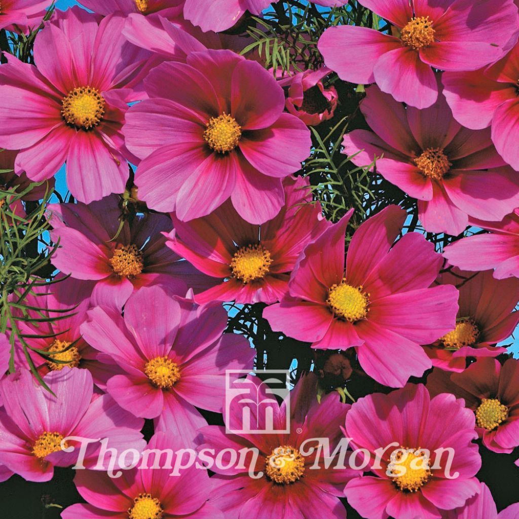 Cosmos Versailles Tetra Seeds - Cosmos bipinnatus