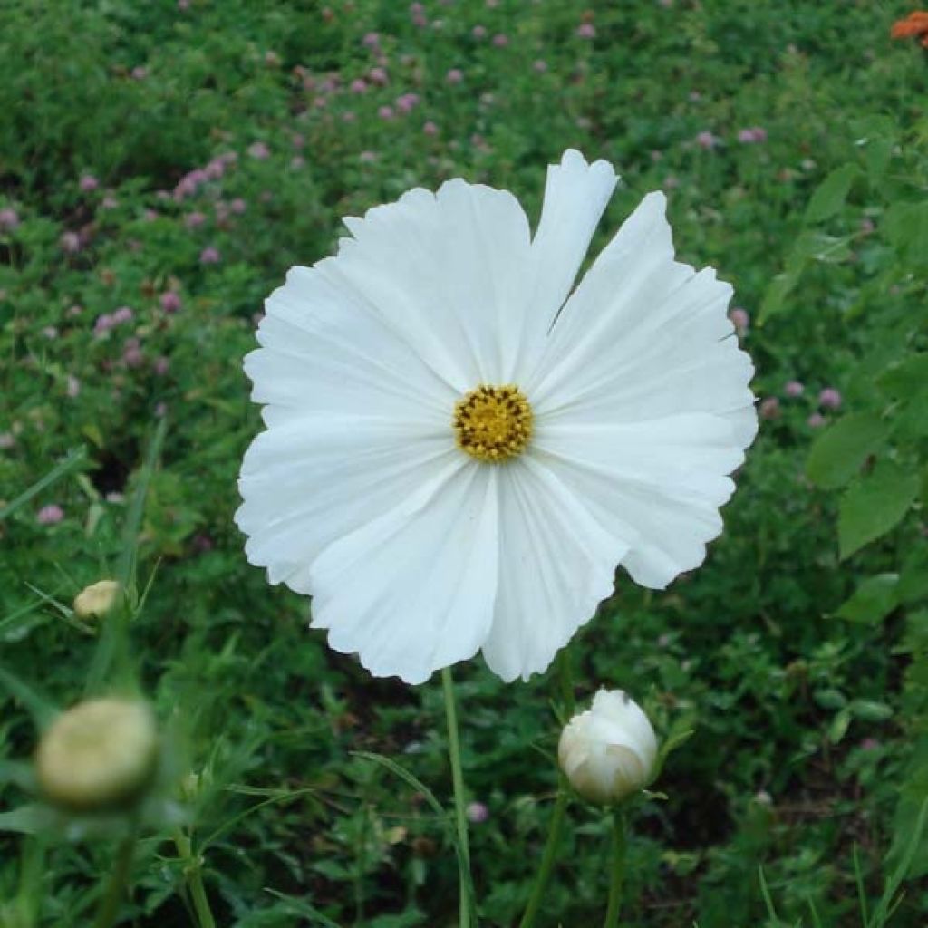 Cosmos bipinnatus Sonata White