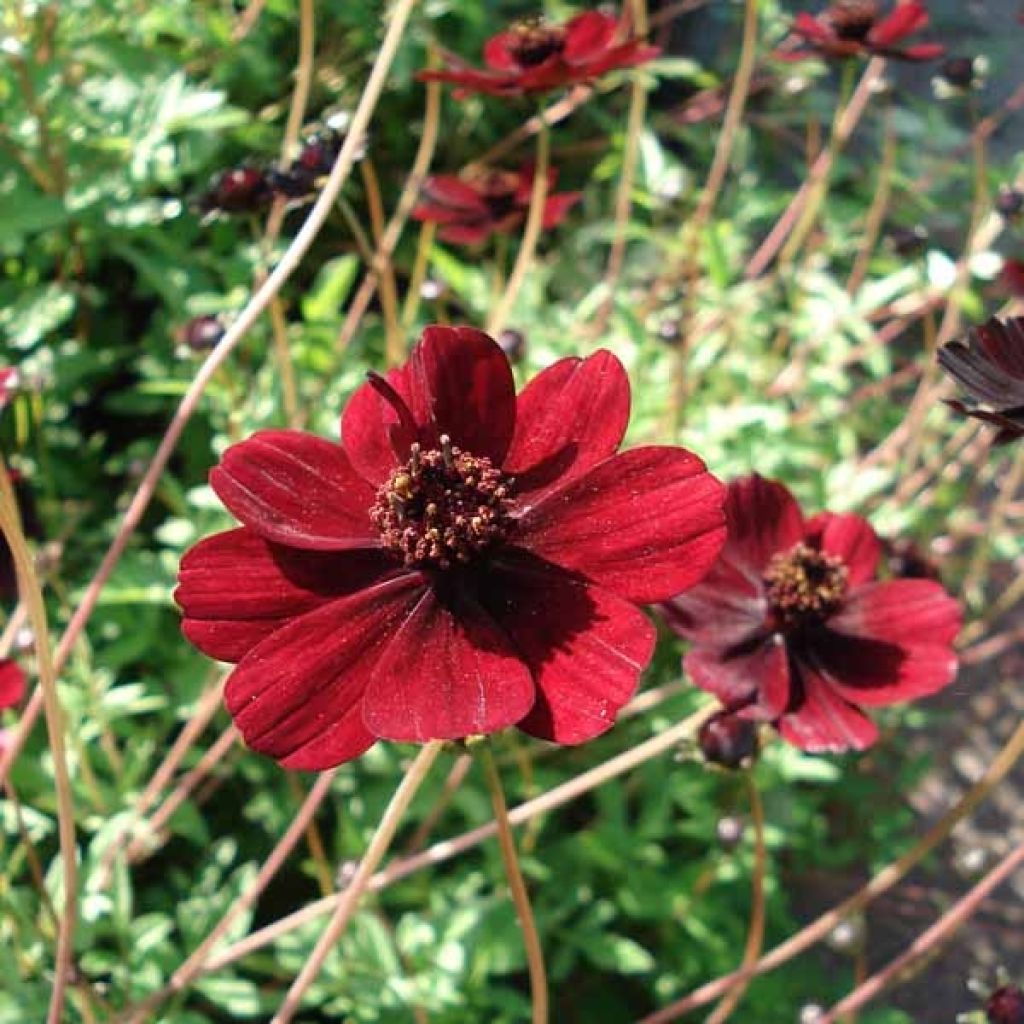 Cosmos atrosanguineus