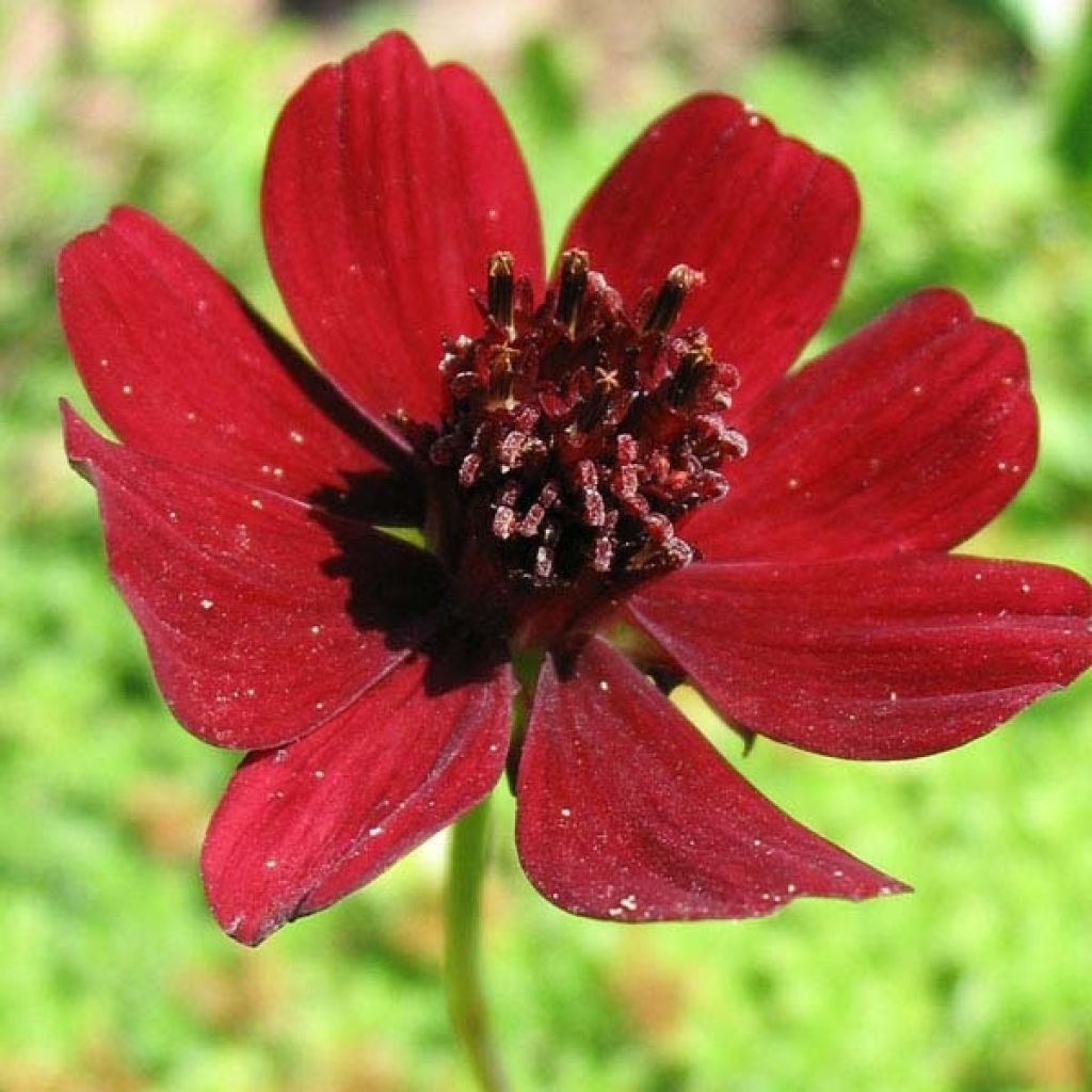 Cosmos atrosanguineus