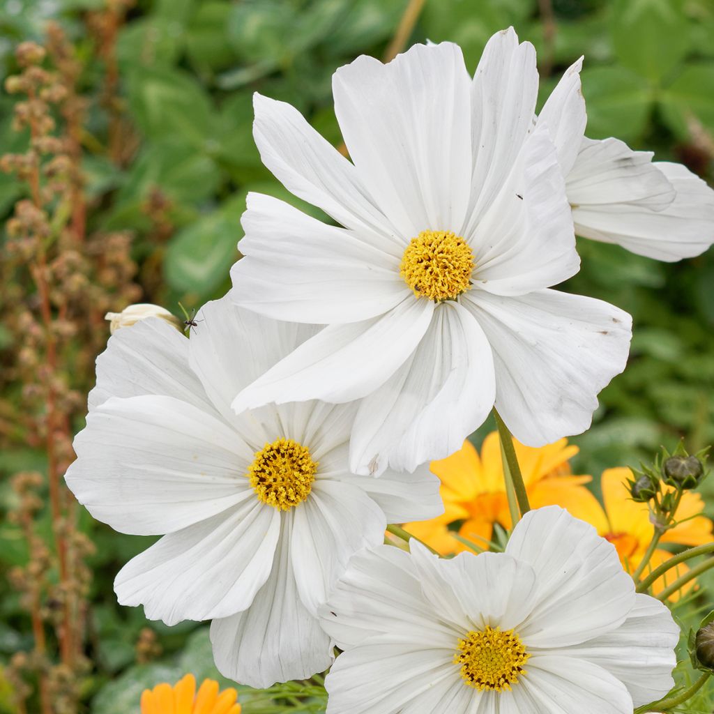 Cosmos bipinnatus Sonata White