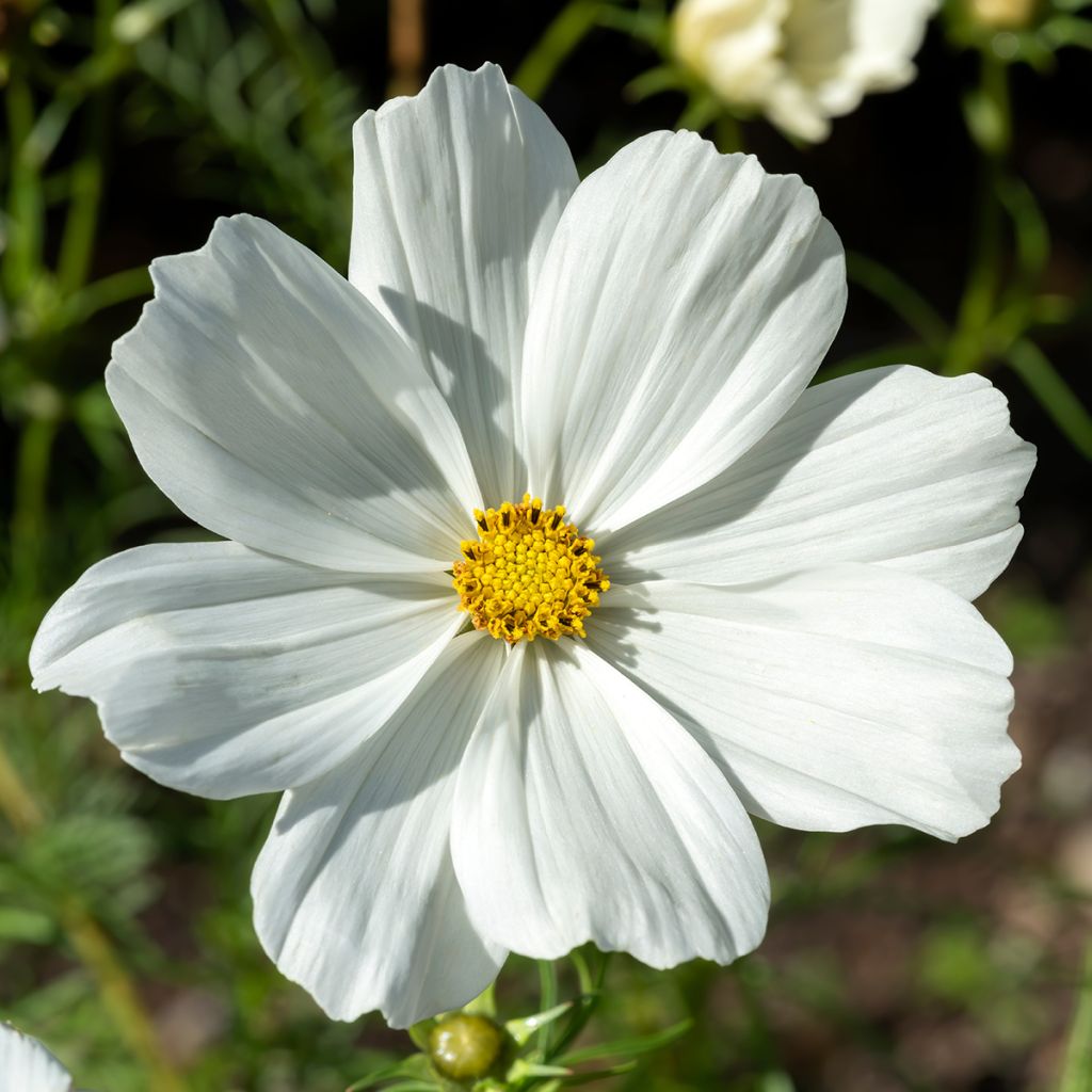 Cosmos bipinnatus Sonata White