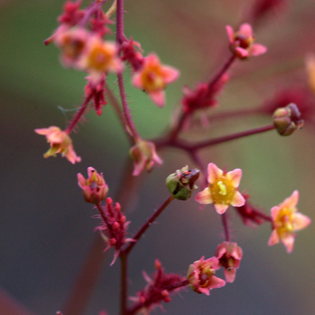 Cotinus Grace - Smoke Bush